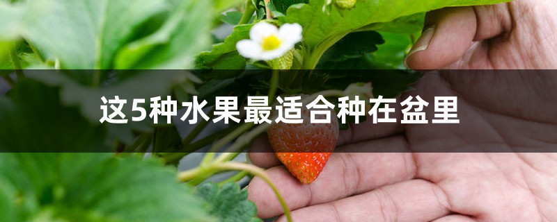 这5种水果最适合种在盆里