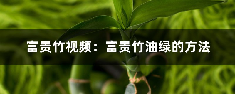 富贵竹视频：富贵竹油绿的方法