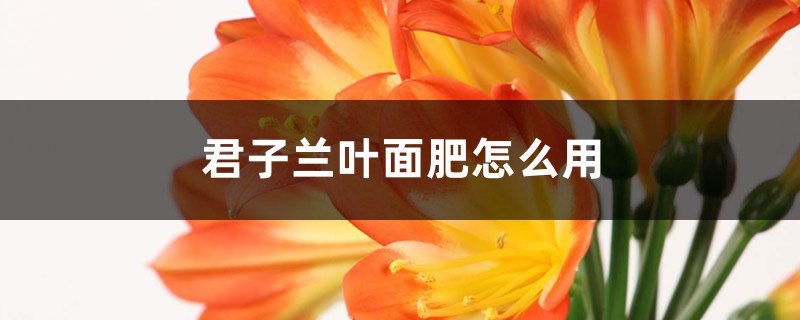 君子兰叶面肥怎么用