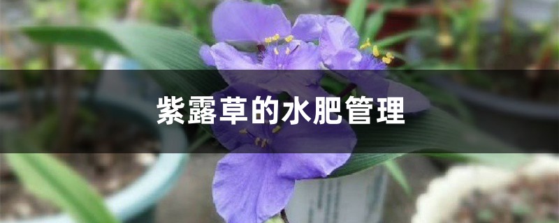 紫露草的水肥管理