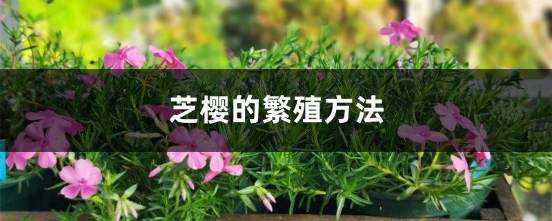 芝樱的繁殖方法