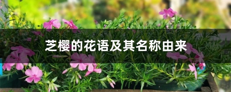 芝樱的花语及其名称由来