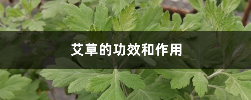 艾草的功效和作用