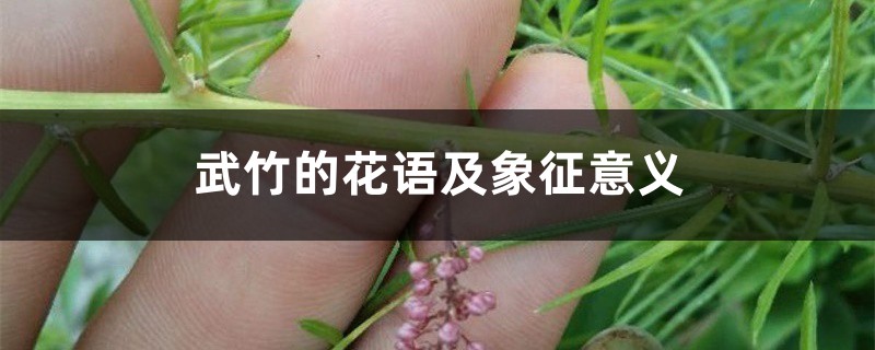 武竹的花语及象征意义