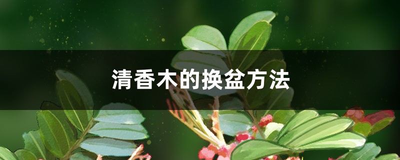 清香木的换盆方法