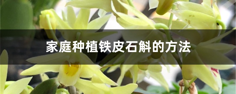 家庭种植铁皮石斛的方法