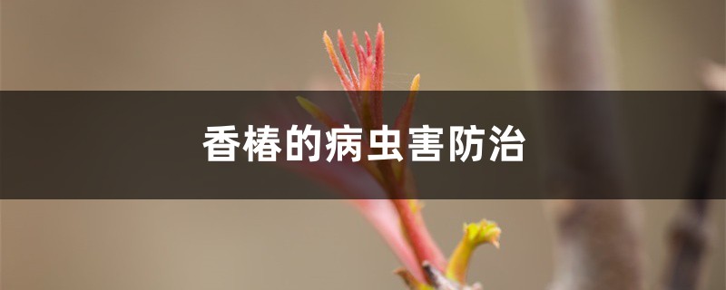 香椿的病虫害防治