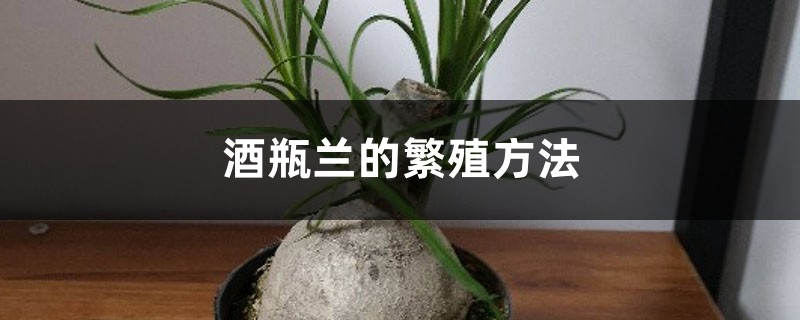 酒瓶兰的繁殖方法