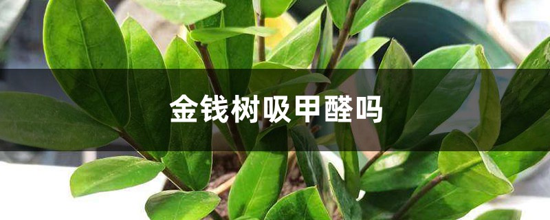 金钱树吸甲醛吗