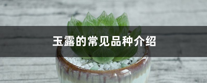 玉露的常见品种介绍