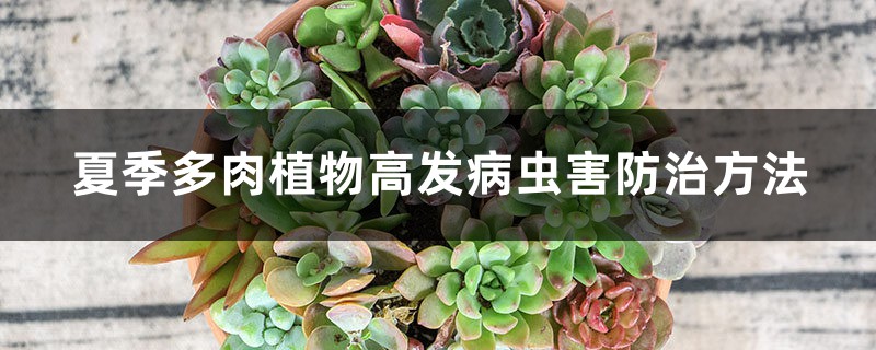 夏季多肉植物高发病虫害防治方法