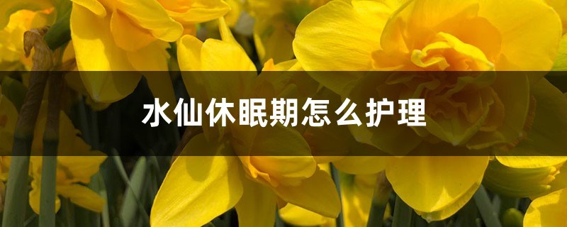 水仙休眠期怎么护理