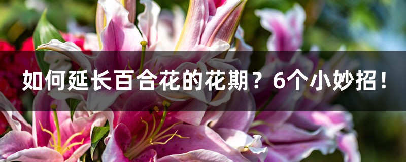 如何延长百合花的花期？6个小妙招！