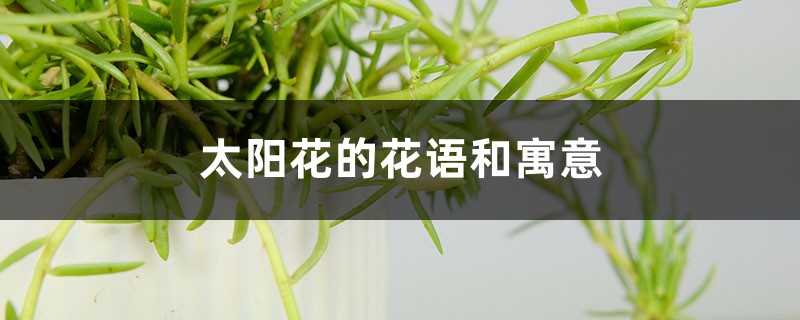 太阳花的花语和寓意