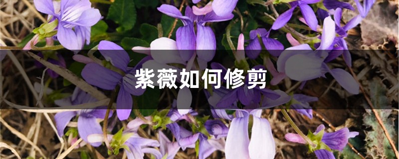 紫薇如何修剪