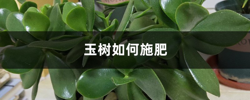 玉树如何施肥？