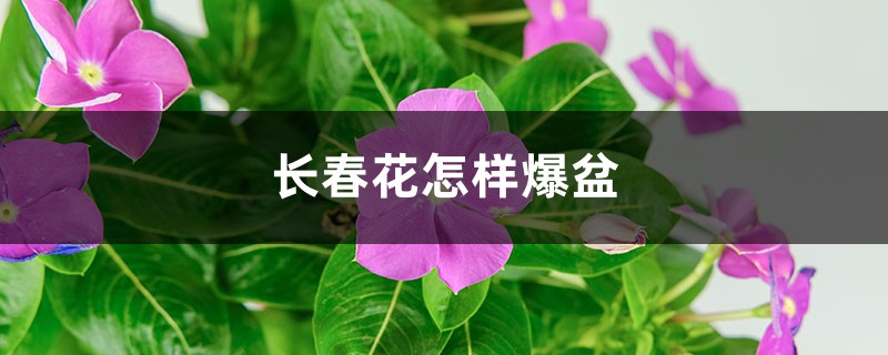 长春花怎样爆盆