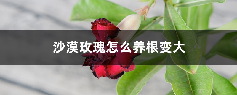 沙漠玫瑰怎么养根变大