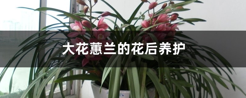 大花蕙兰的花后养护