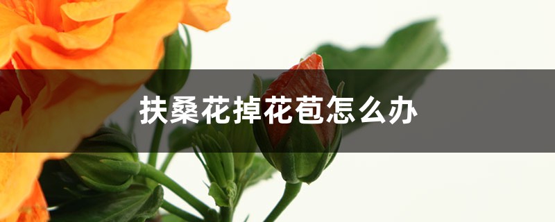 扶桑花掉花苞怎么办