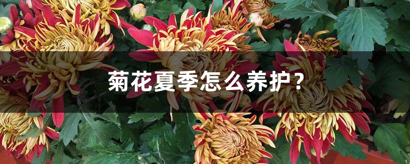 菊花夏季怎么养护？