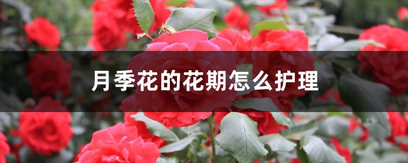 月季花的花期怎么护理