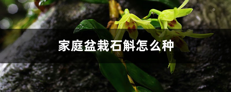 家庭盆栽石斛怎么种