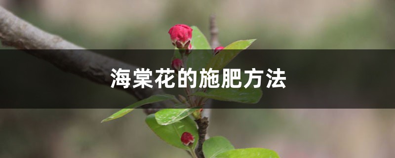 海棠花的施肥方法