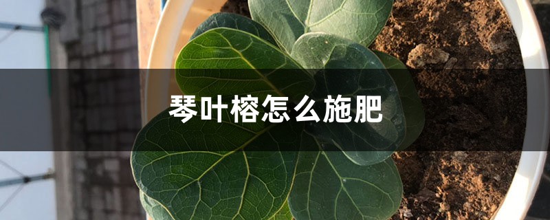 琴叶榕怎么施肥