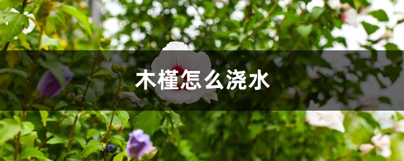 木槿怎么浇水？