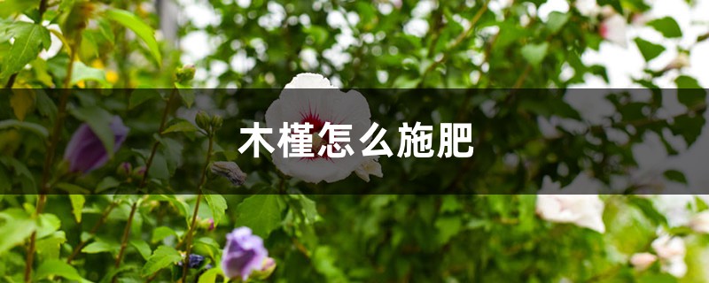 木槿怎么施肥