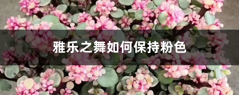 雅乐之舞如何保持粉色