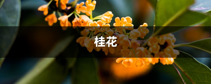 8月桂花飘香，还不赶紧采点儿，回去做好吃的！