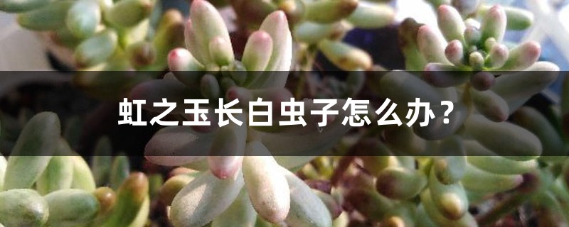 虹之玉长白虫子怎么办？