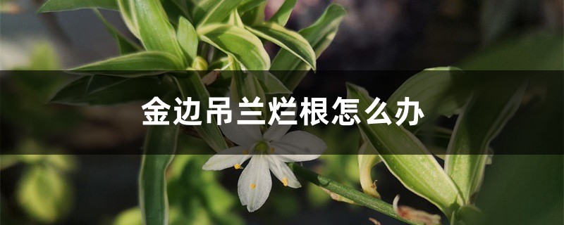 金边吊兰烂根怎么办