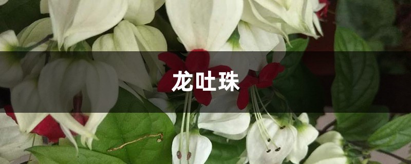 龙吐珠冬季怎么养，这样养省力又科学！