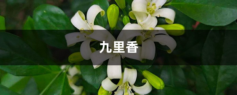 九里香怎么施肥，这样做叶片又绿又亮！