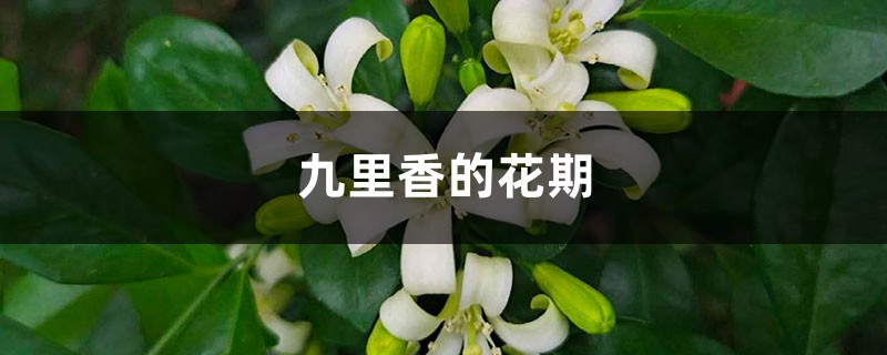 九里香的花期