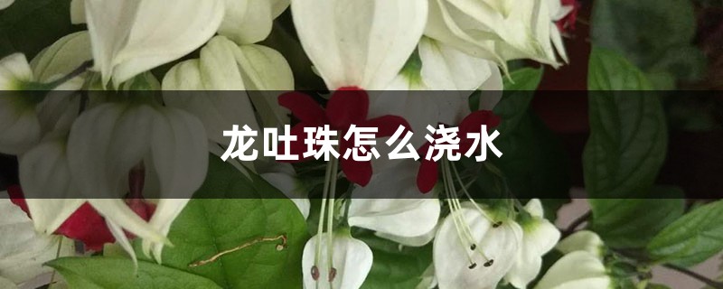 龙吐珠怎么浇水