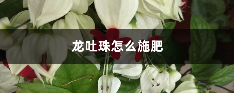 龙吐珠怎么施肥