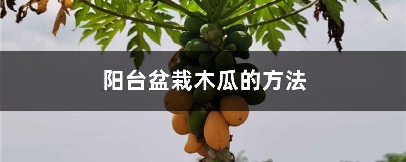 阳台盆栽木瓜的方法