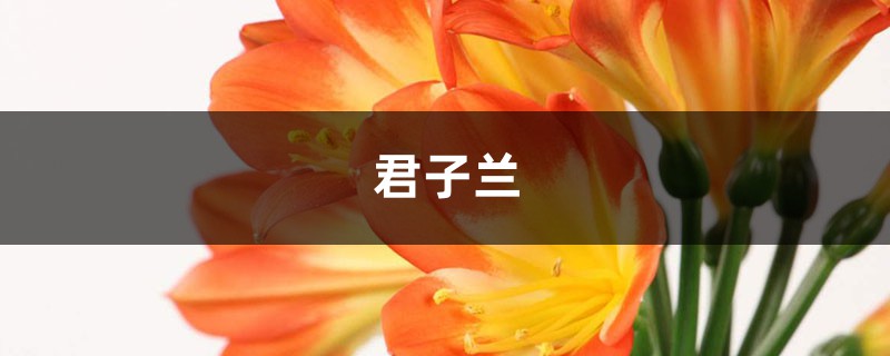 君子兰秋天这样养，长的超快，一年窜了3对叶！