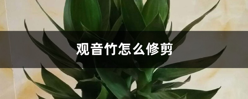 观音竹怎么修剪