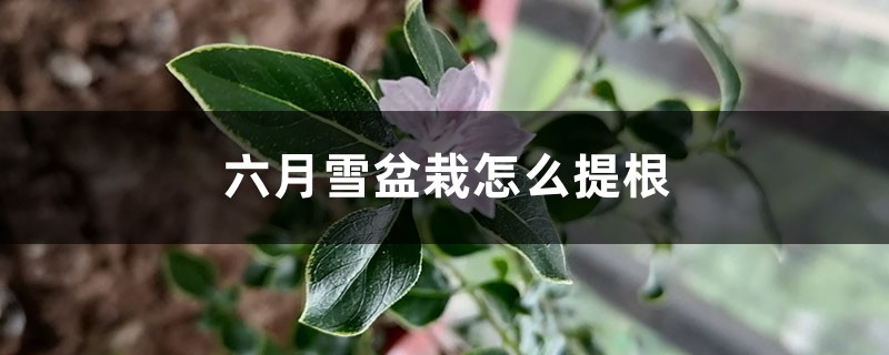 六月雪盆栽怎么提根