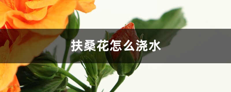 扶桑花怎么浇水