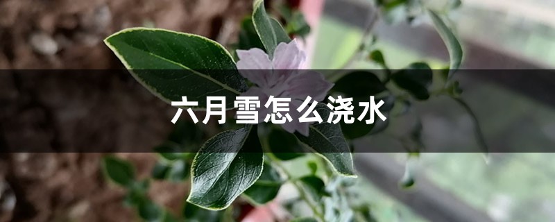 六月雪怎么浇水