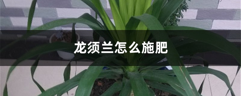 龙须兰怎么施肥