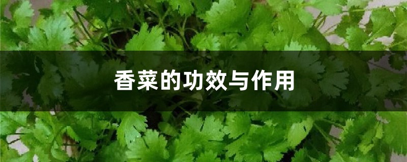 香菜的功效与作用