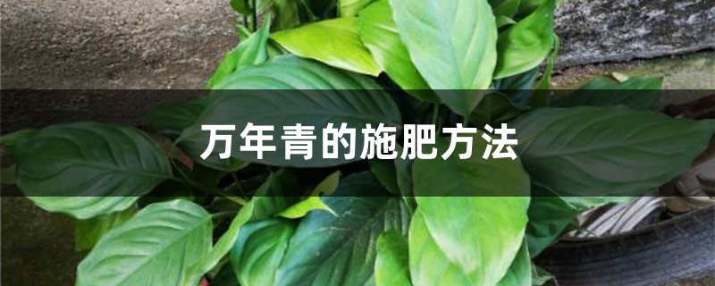 万年青的施肥方法