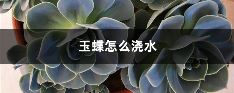 玉蝶怎么浇水